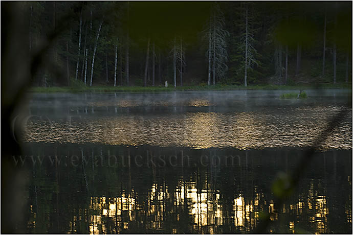 Skogsväsen i morgondimma - foto av Eva Bucksch